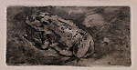 LUIGI CONCONI, A Toad, etching